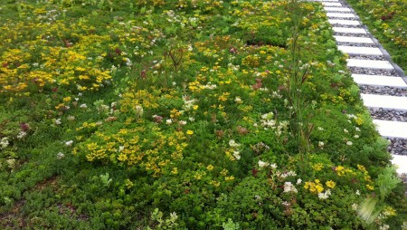 A Green Roof with significant weeds that requires maintenance