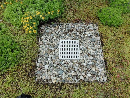 A manicured green roof drain for maintenance