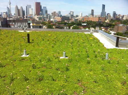 A well maintained green roof in the city