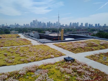 A well maintained Green roof overlooking city of Toronto skyline