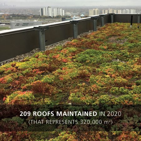 2020 green roof maintenance 
