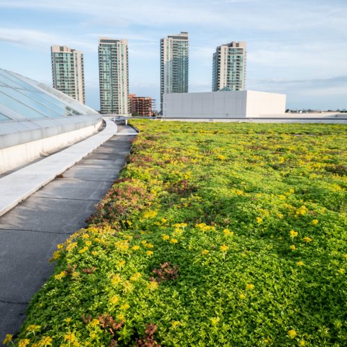 Sherwayroofbuildings_8366 copy